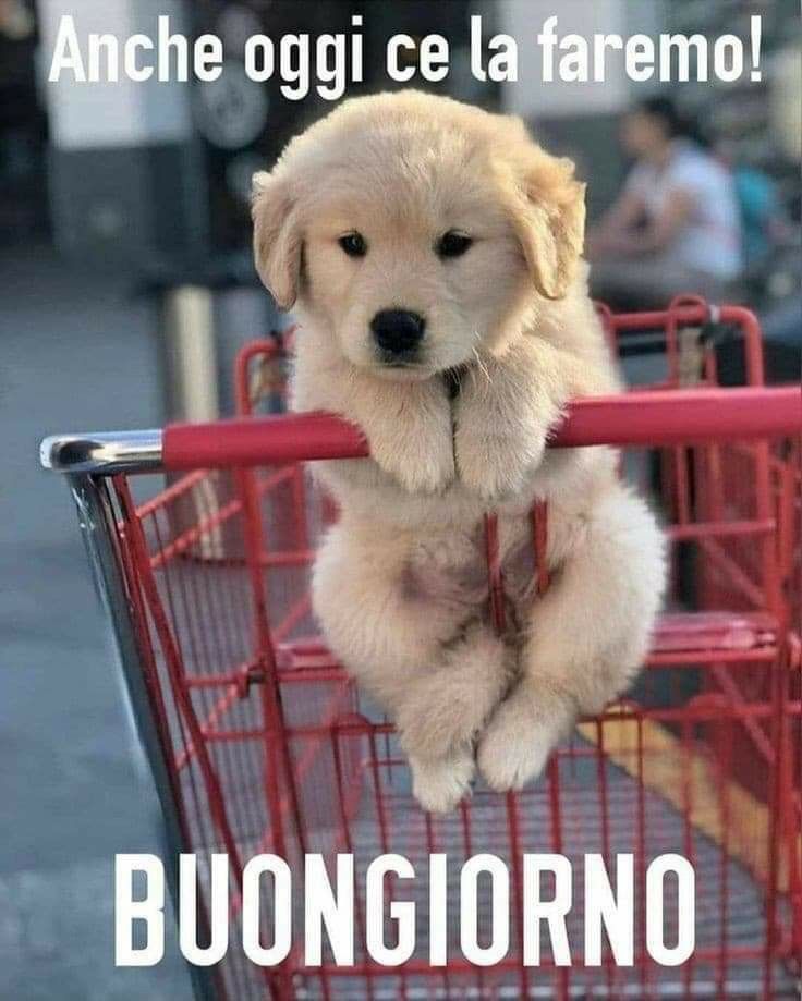 Buongiorno Simpatico Immagini